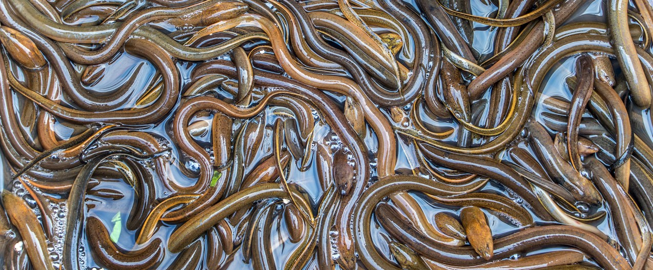 eels feeding viral video many asian swamp crawl over each other  laos