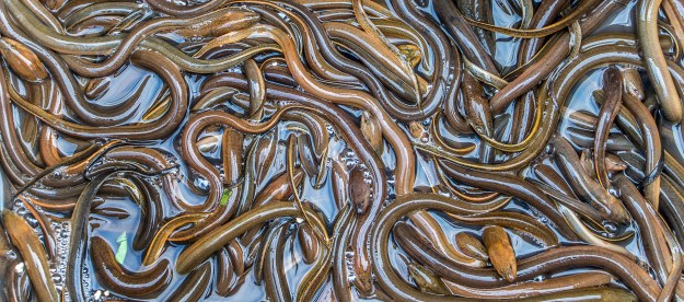eels feeding viral video many asian swamp crawl over each other  laos