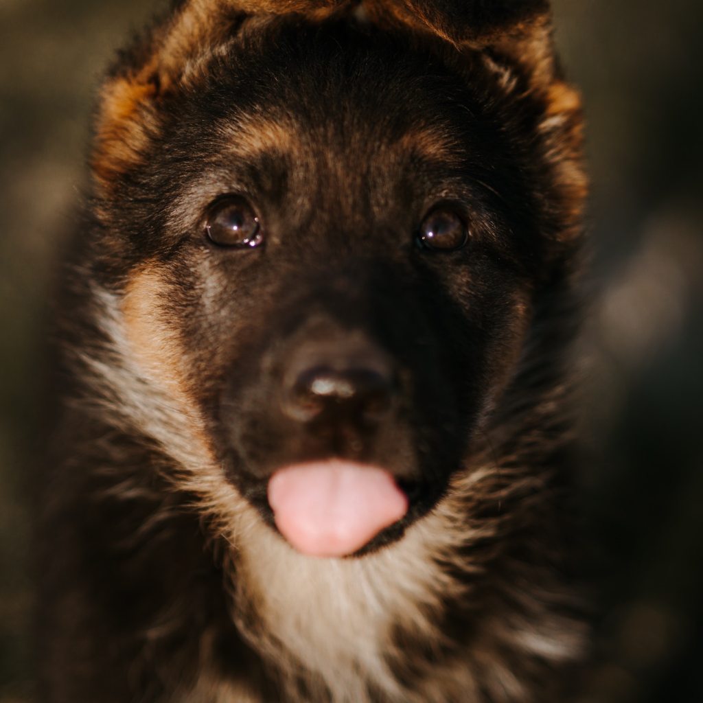 A German shepherd puppy sticks out their tongue