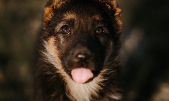 A German shepherd puppy sticks out their tongue