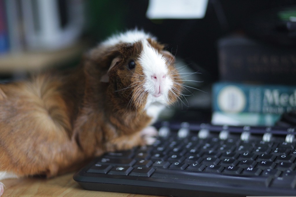 Guinea pig sitting by a keyboard