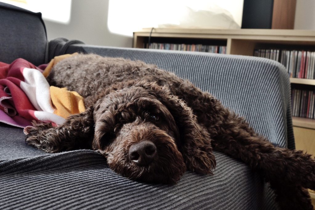 Labradoodle šuo guli ant sofos svetainėje