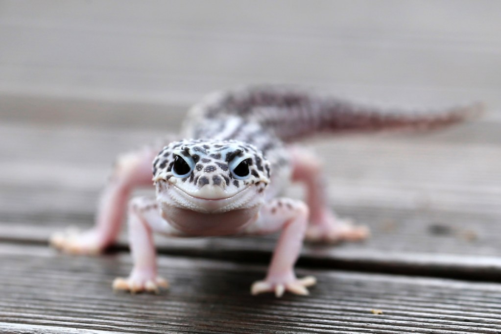 Leopard gecko with smiling face