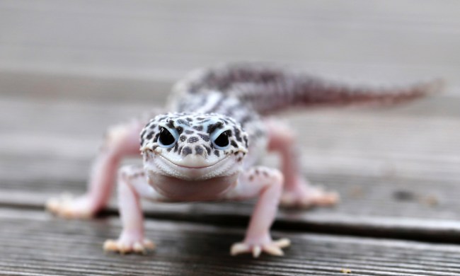 Leopard gecko with smiling face
