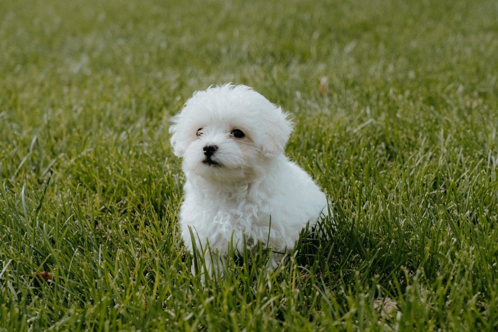 Maltipoo šuo sėdi žolingo lauko viduryje