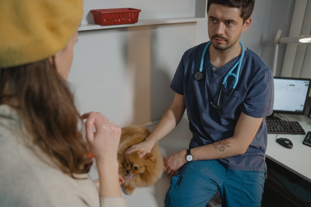 moteris tamsiai geltona skrybėle, pomeranė ir veterinarė