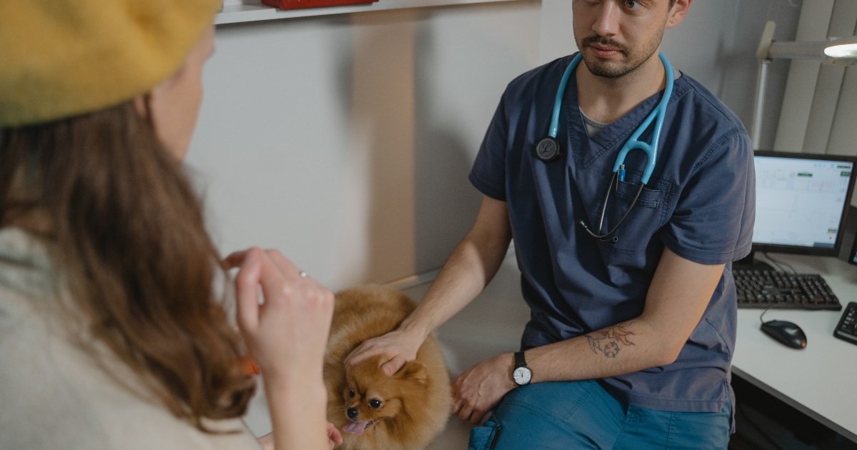 Šunų diabetas: simptomai, priežastys, gydymas ir prevencija
