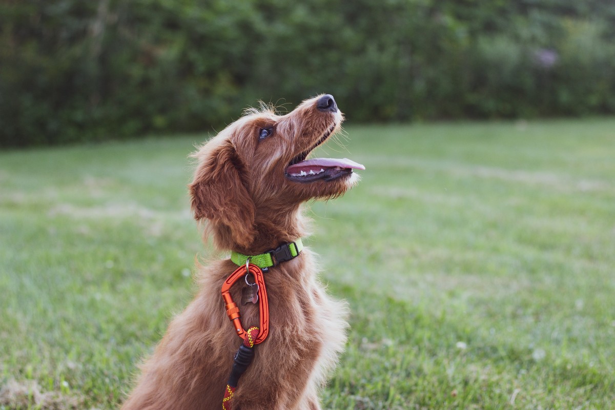 A brown shepherd in a park