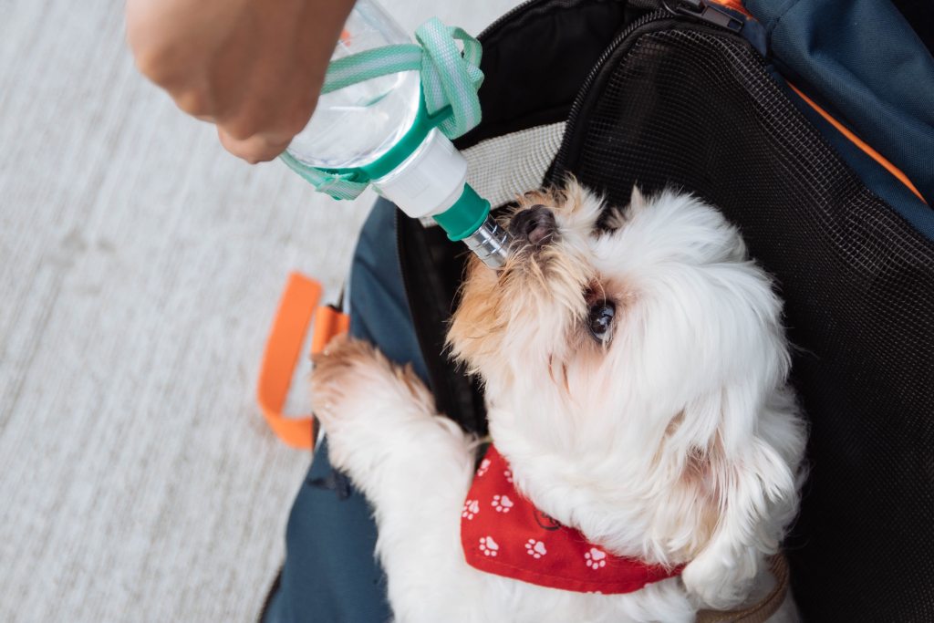 A small dog drinks from a water bottle
