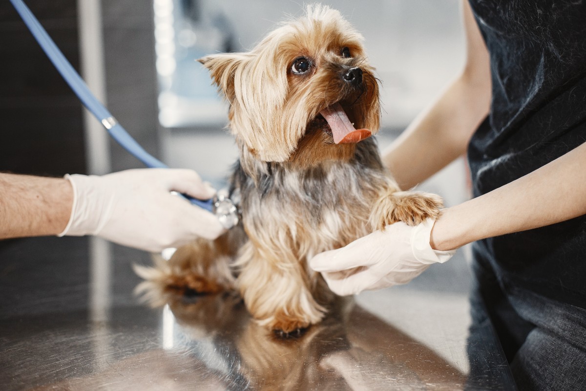 A vet evaluating a yorkie with their tongue out