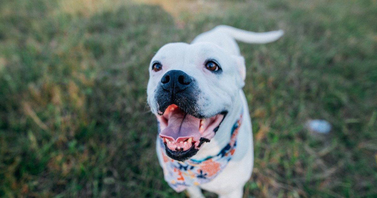 Are All American Bulldogs Aggressive