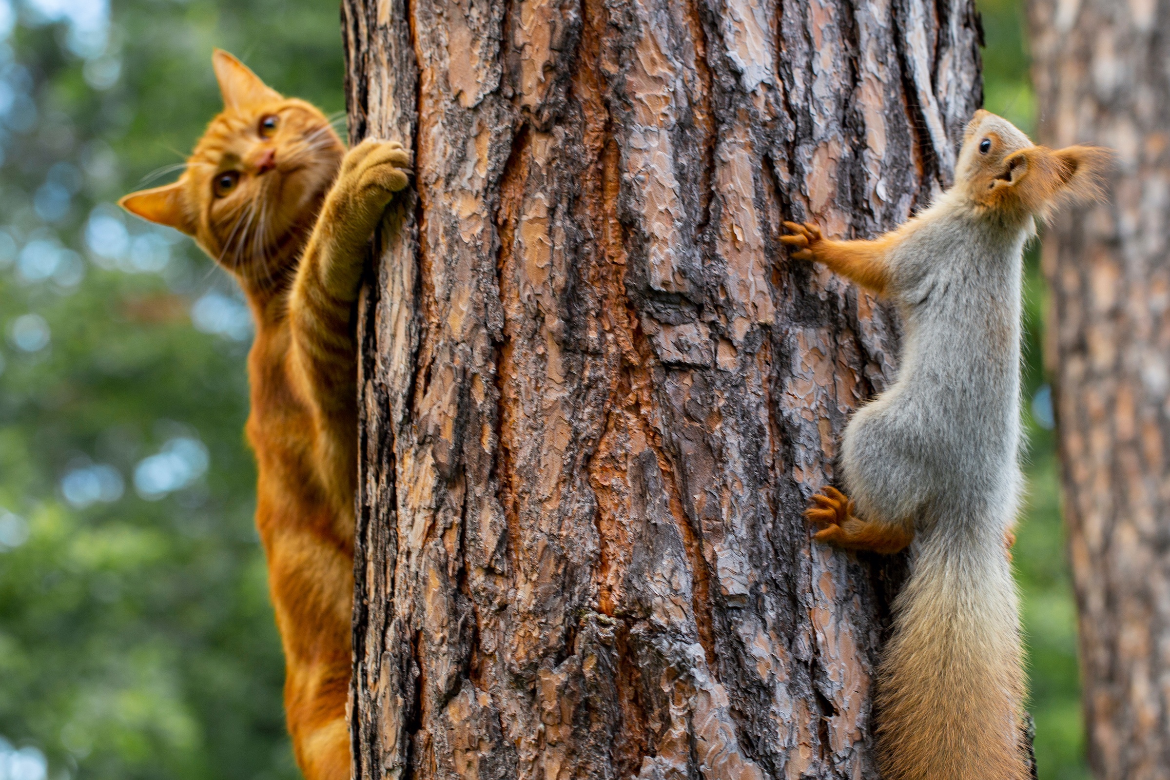 Video: Who Wins This Battle Of Cat Vs. Squirrel? | PawTracks