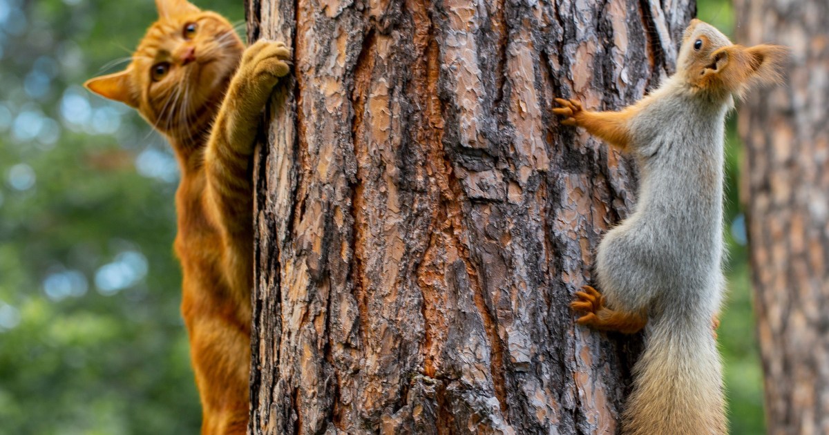 https://www.pawtracks.com/cats/video-of-cat-and-squirrel/
