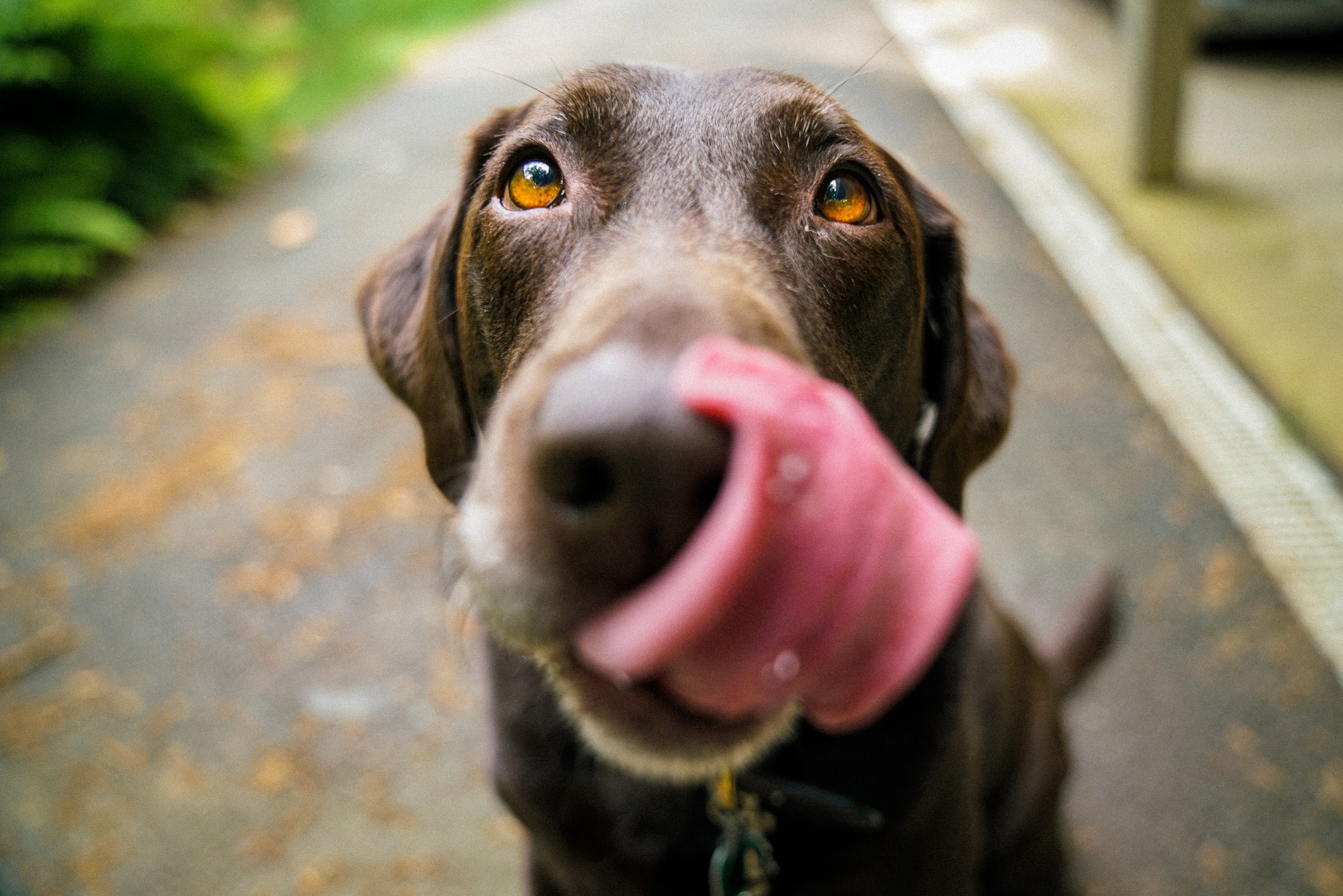 A chocolate Labrador retriever licks their lips with their nose close to the camera