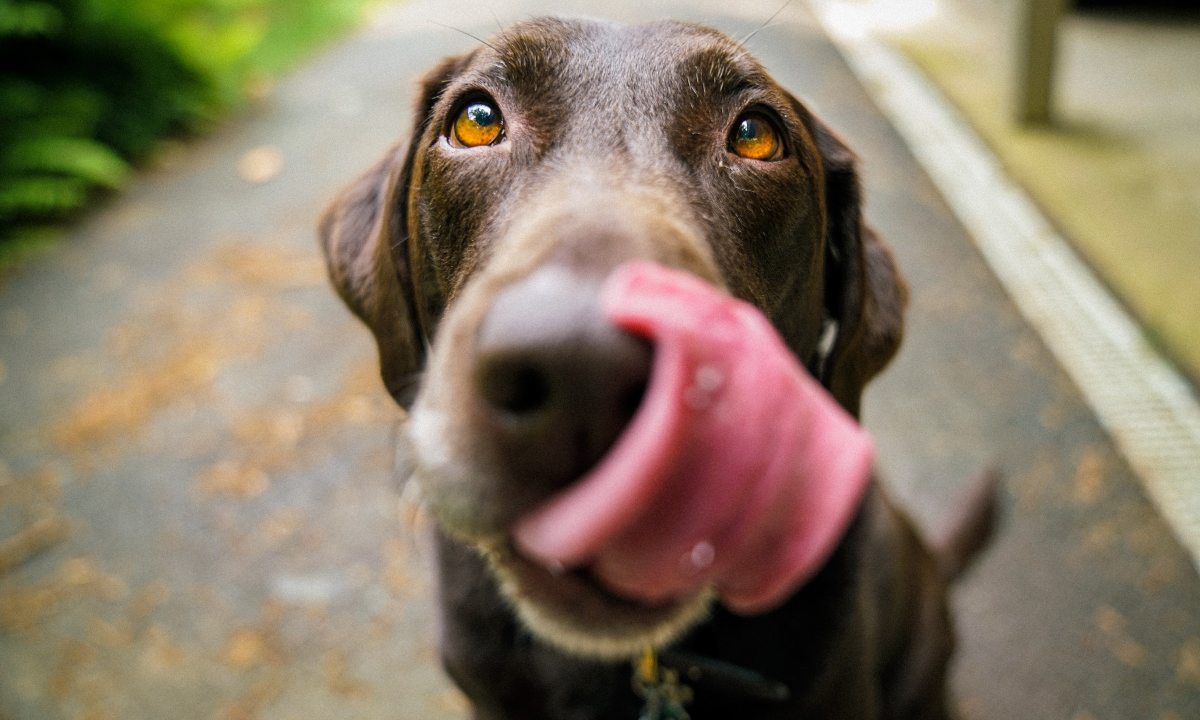 A chocolate Labrador retriever licks their lips with their nose close to the camera