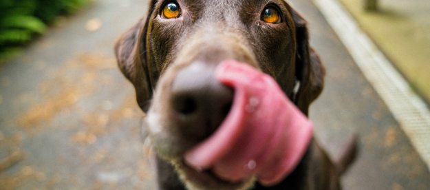 A chocolate Labrador retriever licks their lips with their nose close to the camera