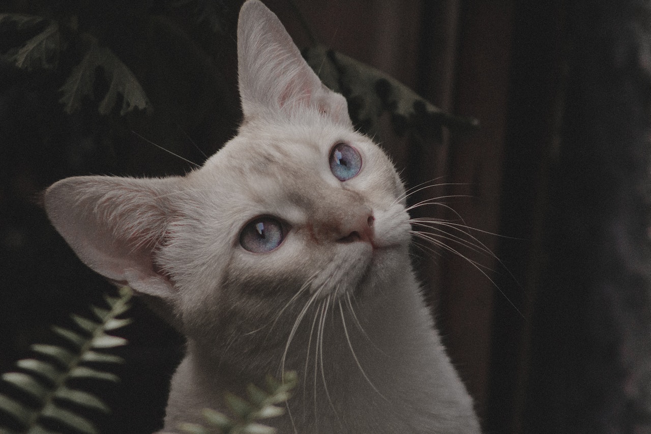 A close-up shot of a blue-eyed white cat.