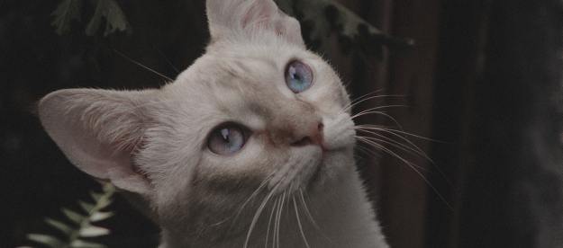 A close-up shot of a blue-eyed white cat
