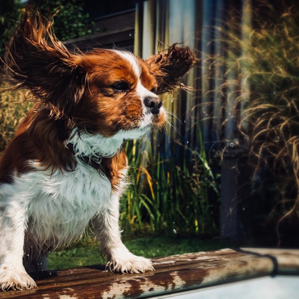 A cocker spaniel shaking their head by a pool