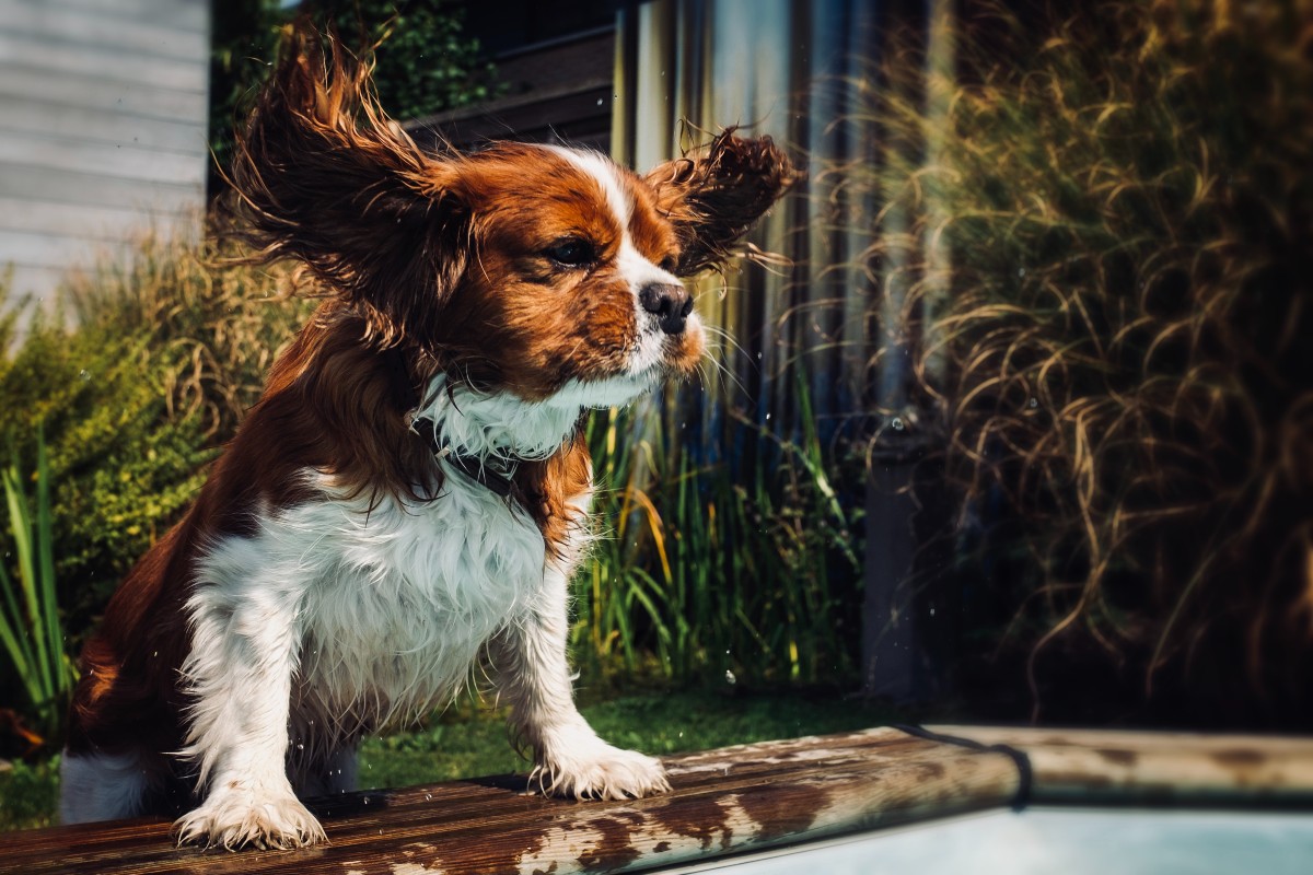 A cocker spaniel shaking their head by a pool