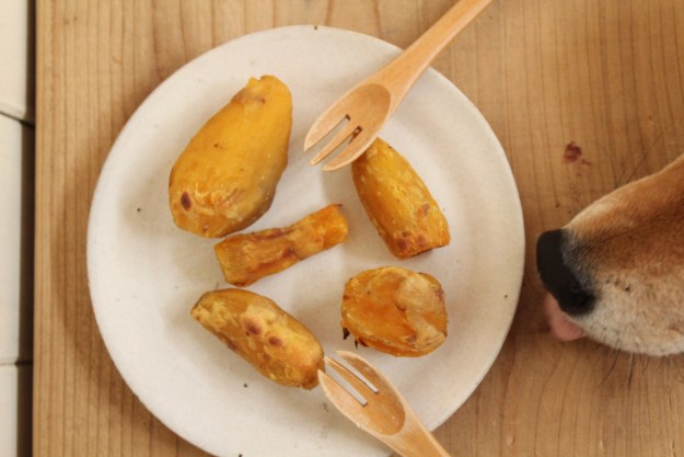 A dog sniffs a plate of sweet potatoes hungrily