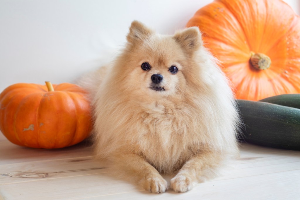Cute little puppy, Pomeranian Spitz dog with pumpkins and zucchini. Autumn vegetable harvesting.