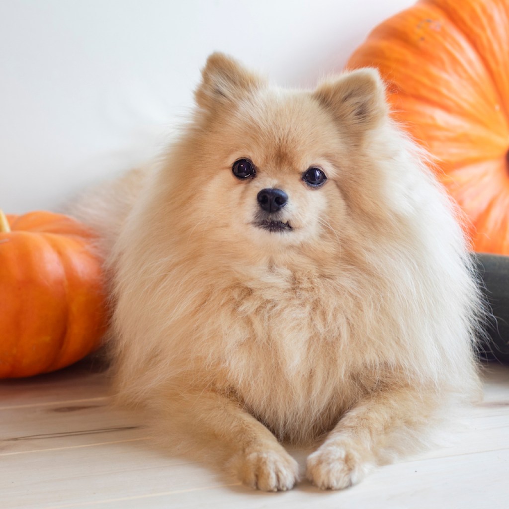 Pomeranian Spitz dog with pumpkins and zucchini