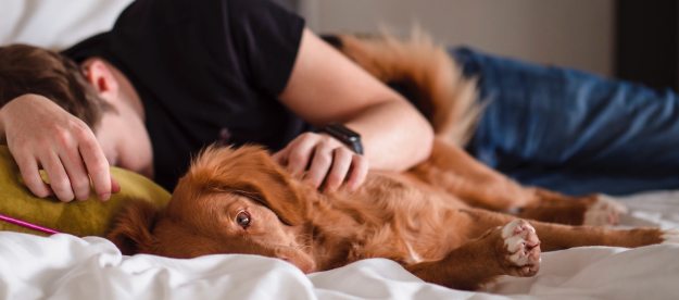 Golden retriever sleeping in bed with owner