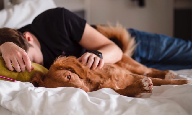 Golden retriever sleeping in bed with owner