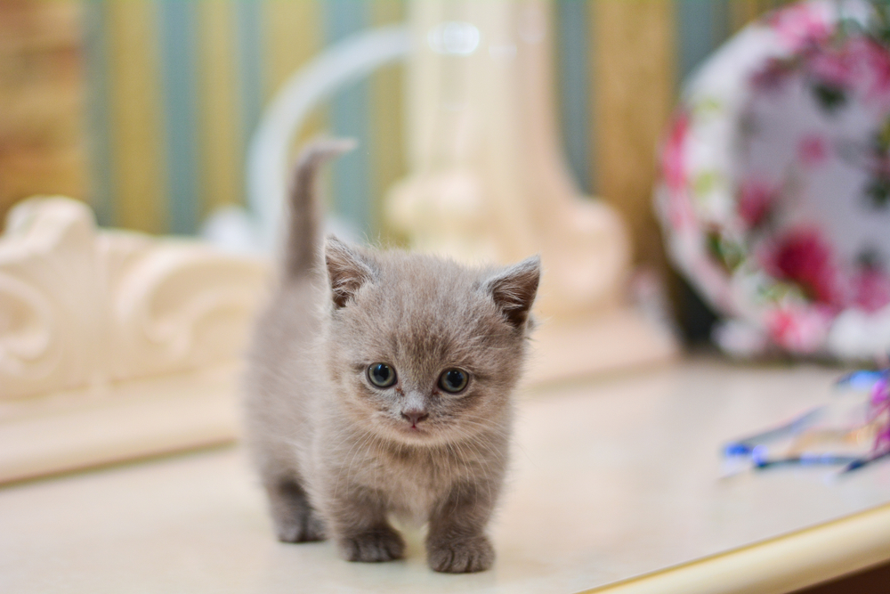 Before You Bring a Munchkin Cat Home, Learn These Facts | PawTracks