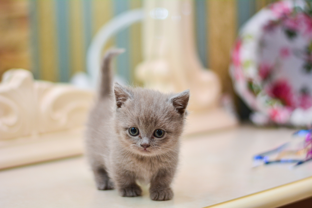 A gray munchkin cat kitten stands on top of a white dressing table