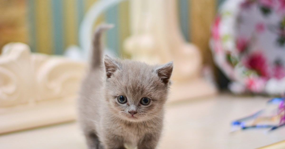 Munchkin Longhair - Cat Breeds