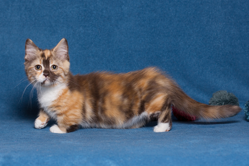 A long-haired calico munchkin cat kitten stands against a blue backdrop.