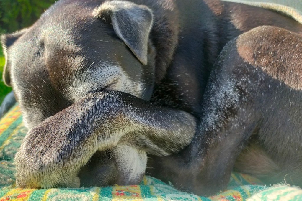 Senas šuo miega lauke ant antklodės