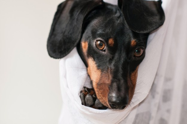 Dog with flappy ears in bed