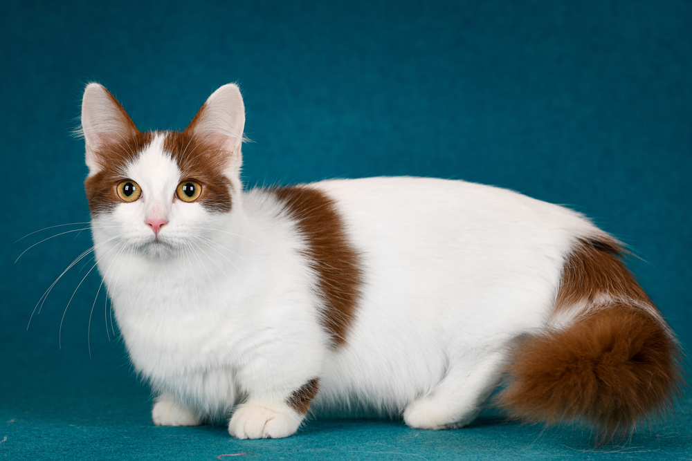 A red and white munchkin cat with long hair stands against a teal blue background.