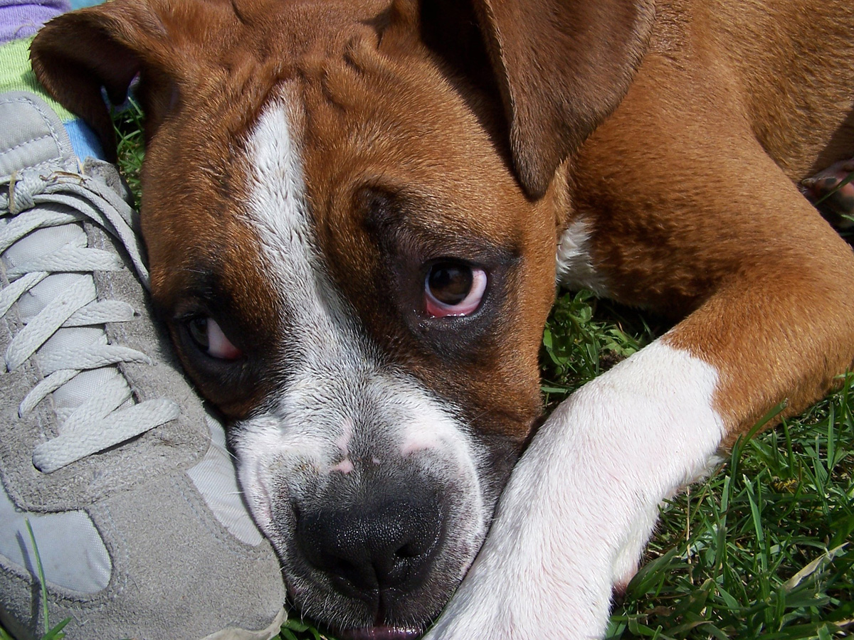 Sad dog resting his head near a shoe