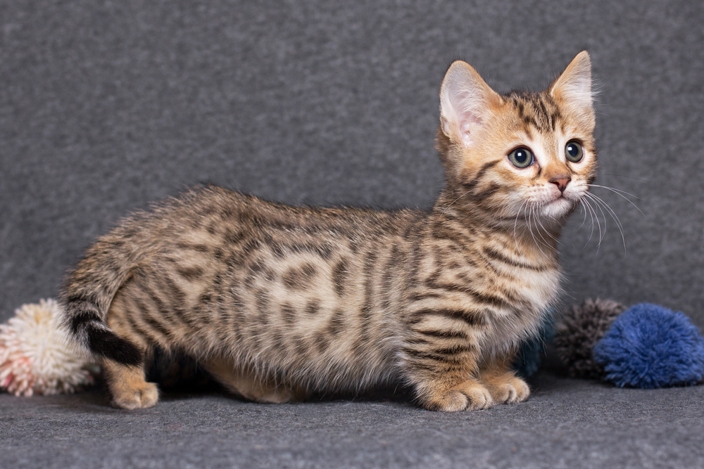 A brown tabby munchkin cat kitten stands on a gray felt background.