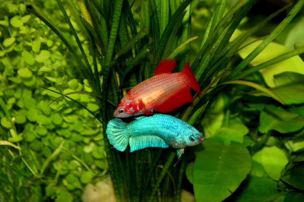 What Fish Can Live With A Male Betta