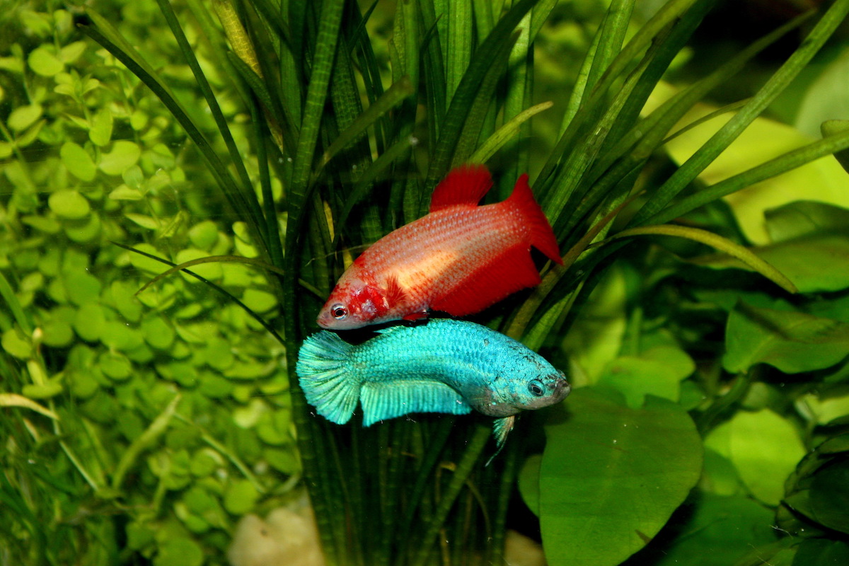 Two female bettas swim in plants together