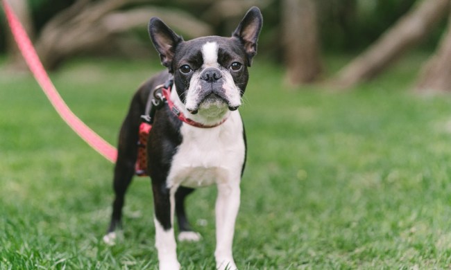 Boston terrier on a pink leash in grass