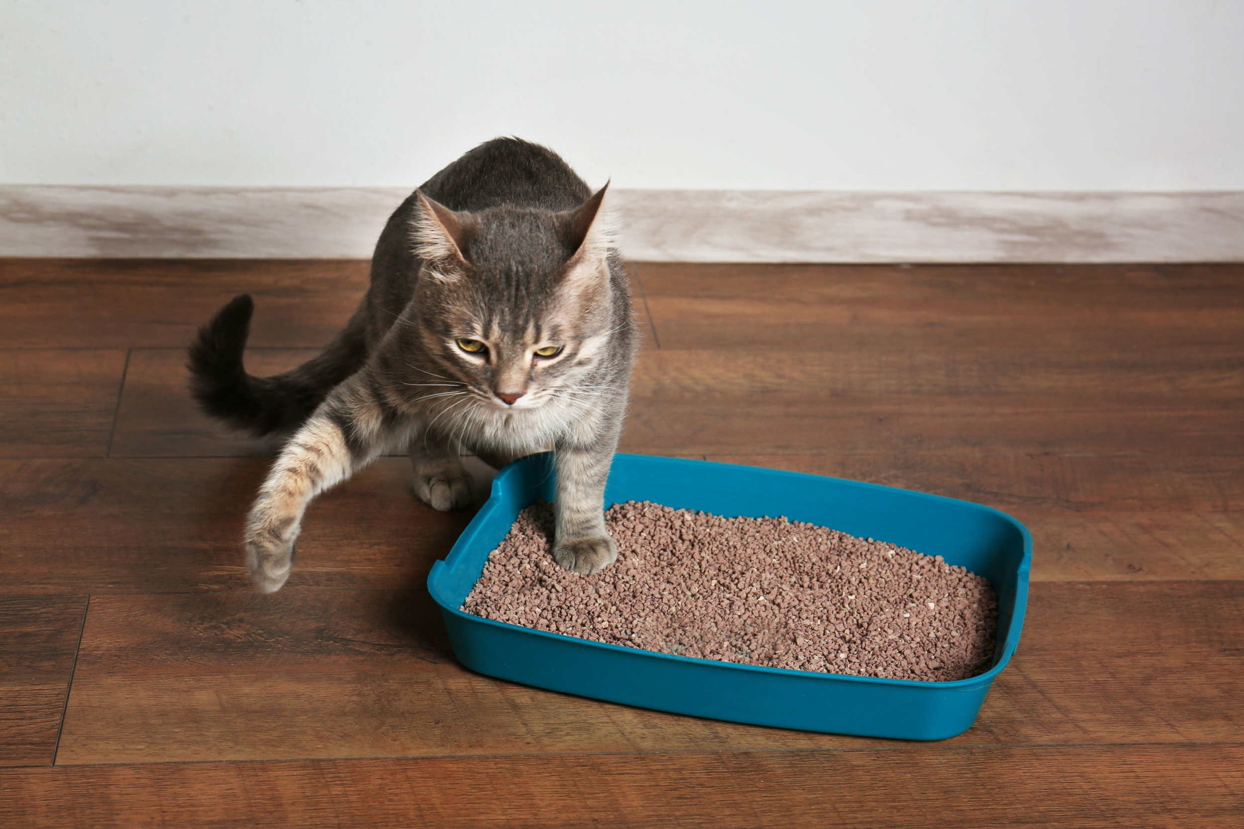 A cat shakes its paw in the litterbox
