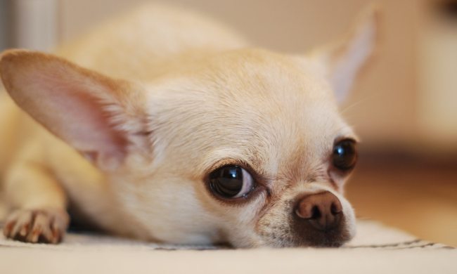 Chihuahua lies down on a soft rug