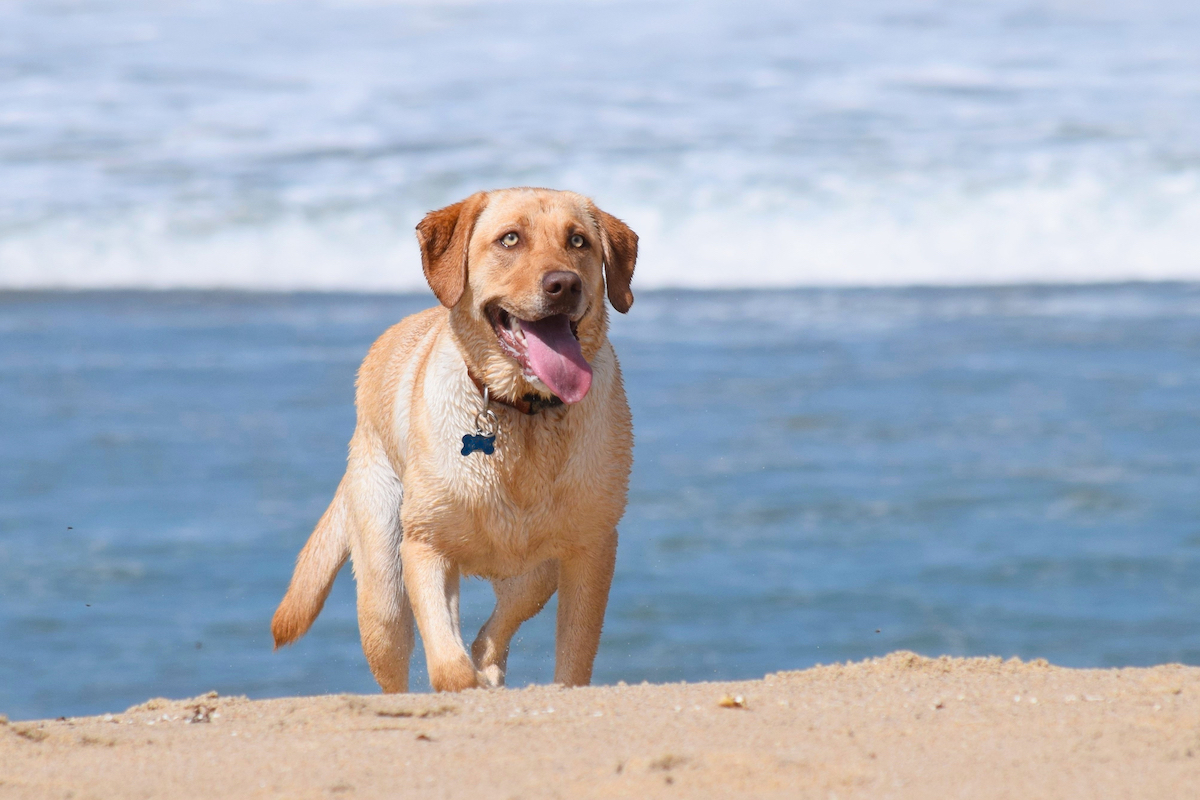 Pup in the sand on the dog-friendly Carmel-by-the-Sea beach