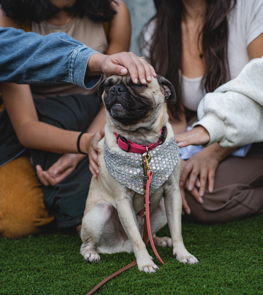 Pug enjoying being petted by a group
