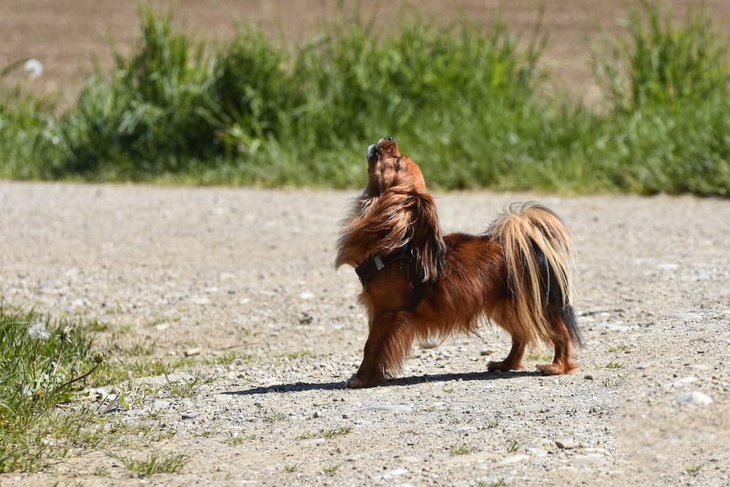 Small dog howls at the sky while outside in the dirt