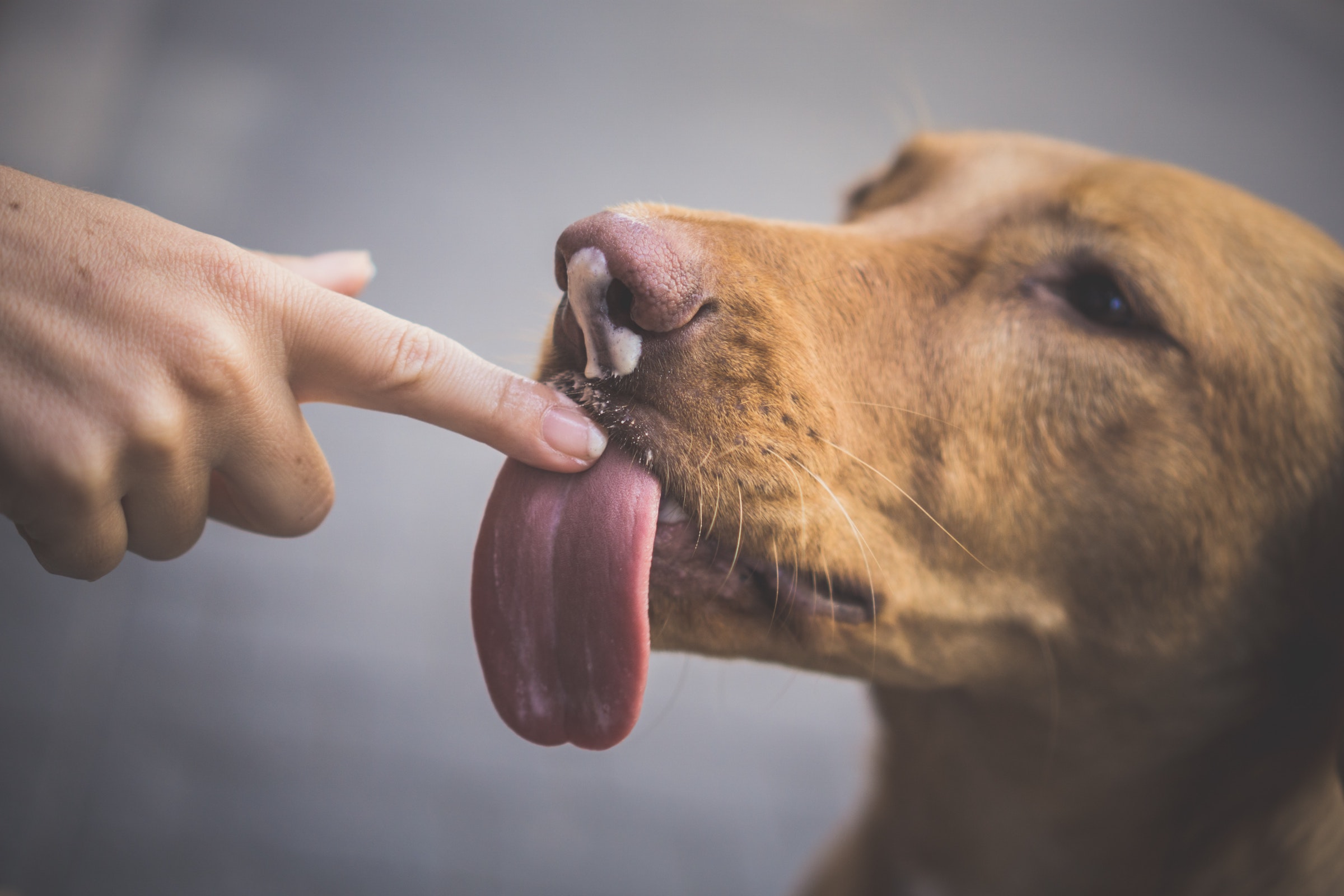 A dog licks a person's finger with yogurt on their nose