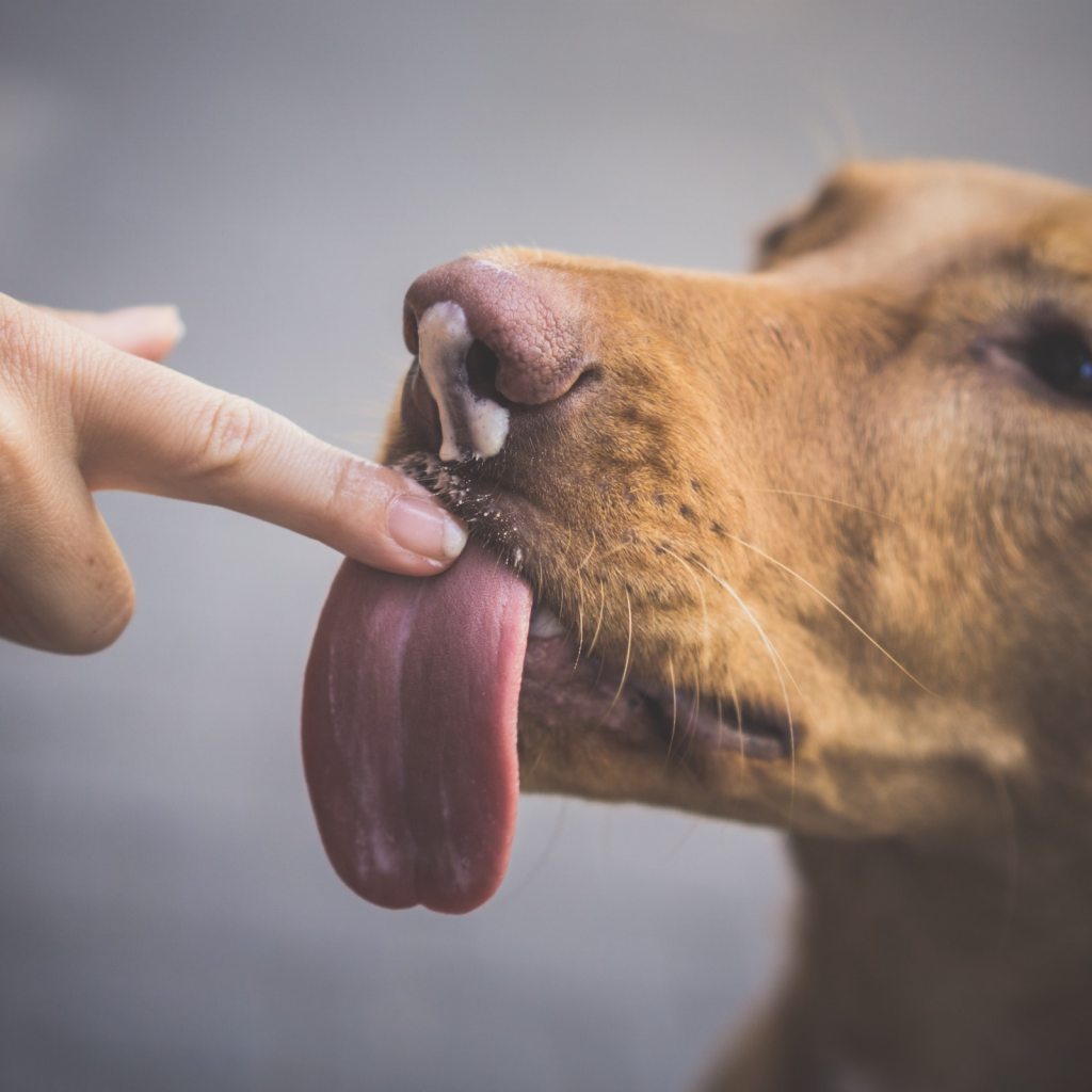 A dog licks a person's finger with yogurt on their nose