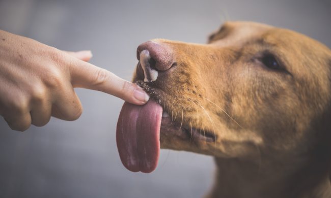 A dog licks a person's finger with yogurt on their nose