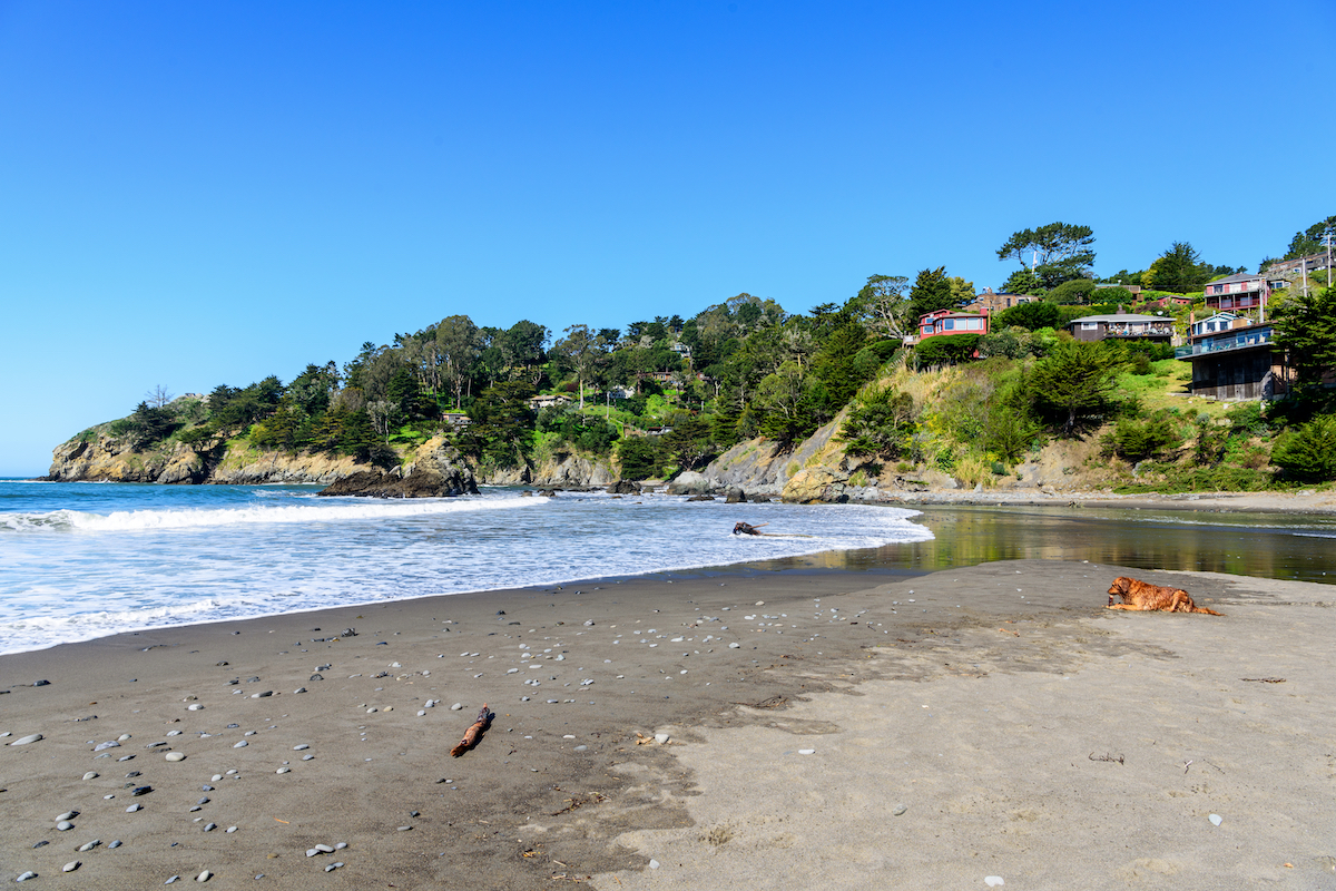 Dog lies in the sand on Muir Beach in Marin County